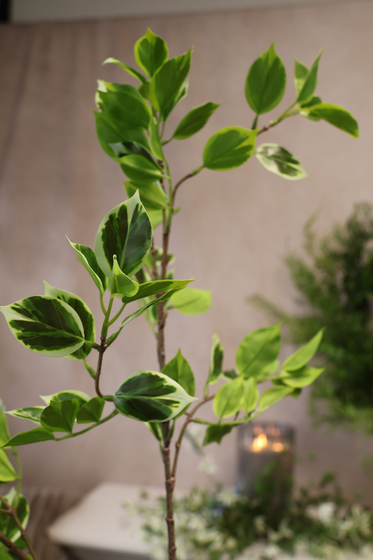 True Tone Ficus Leaf Branch