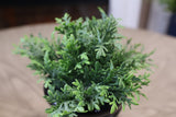 UV Protect Wormwood Bush