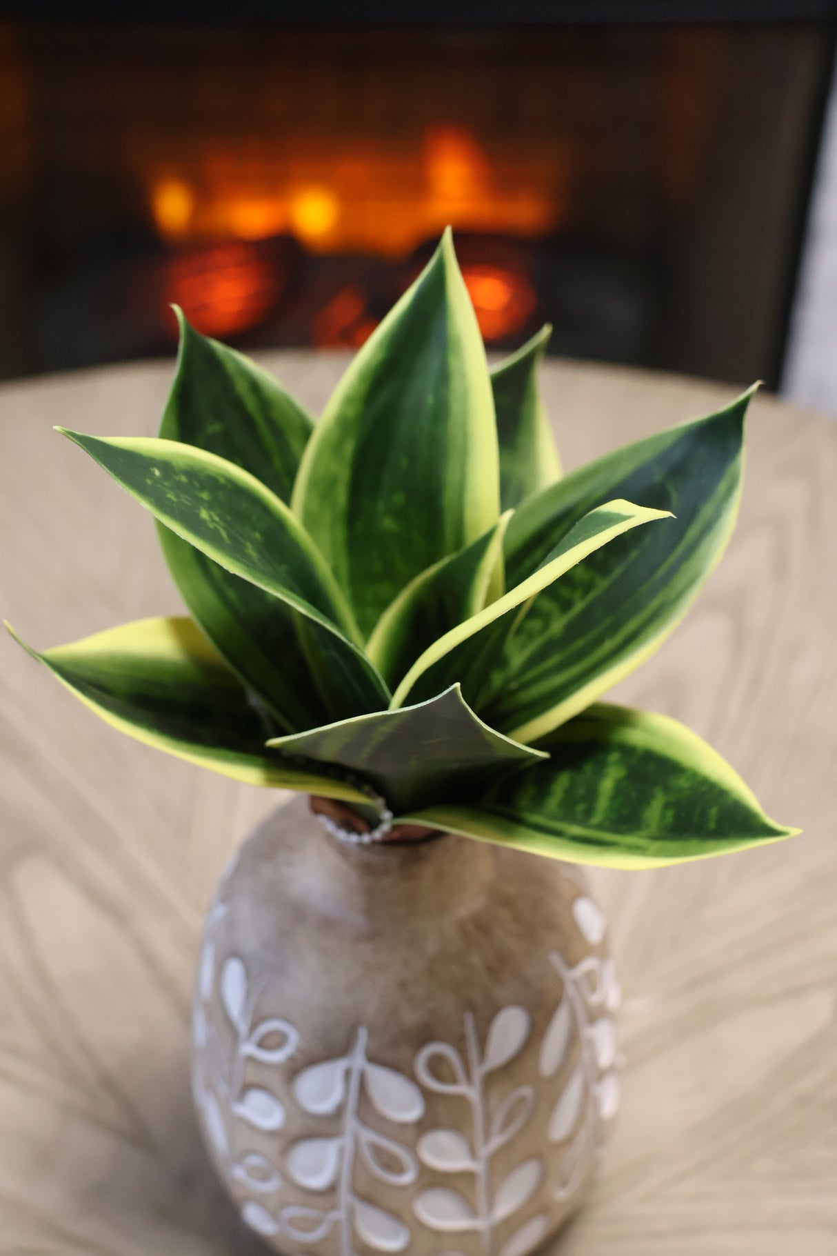 Mini Sanseveria Plant