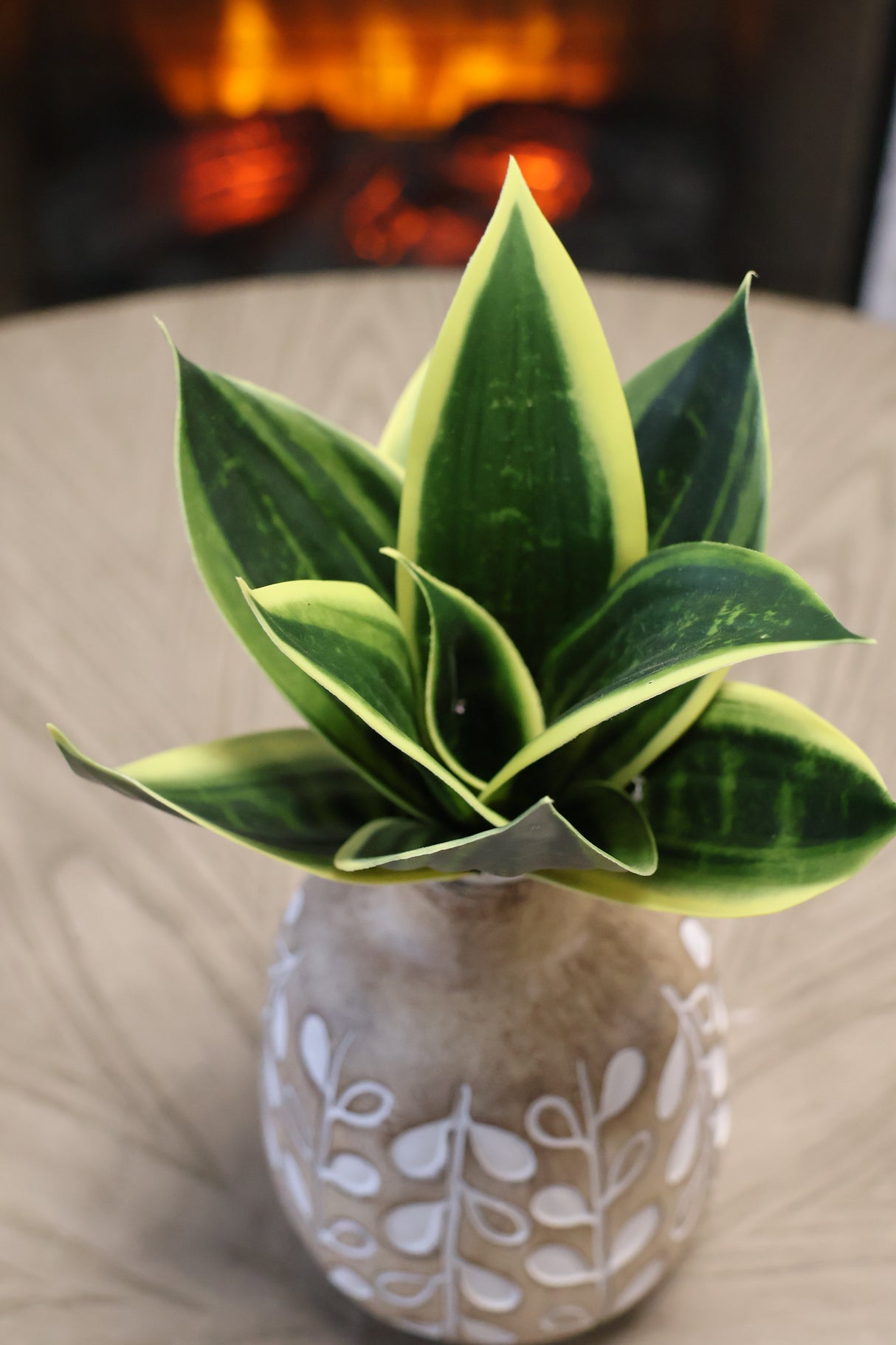 Mini Sanseveria Plant