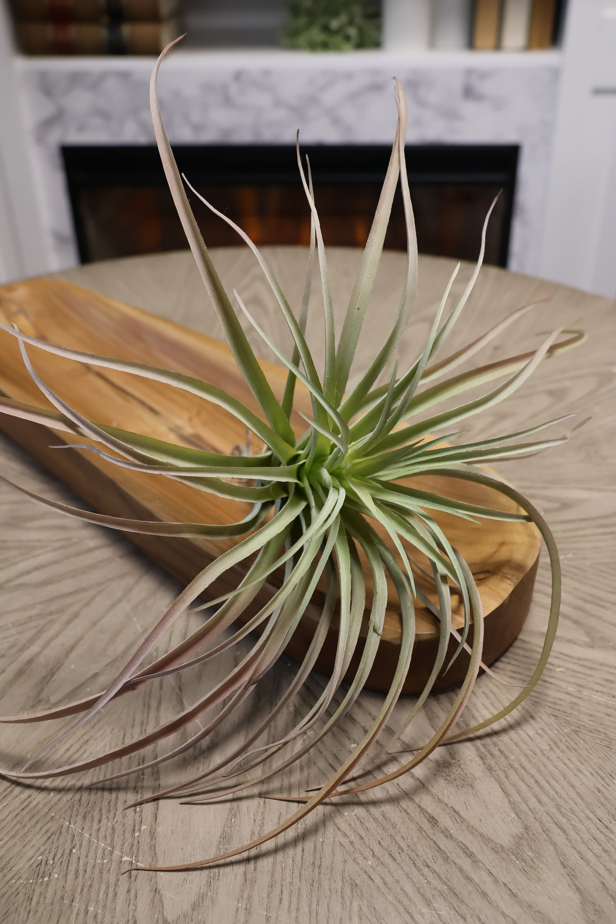 Deep Green Tillandsia Pick