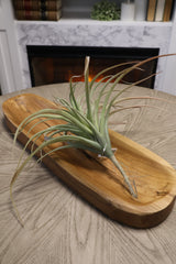 Deep Green Tillandsia Pick