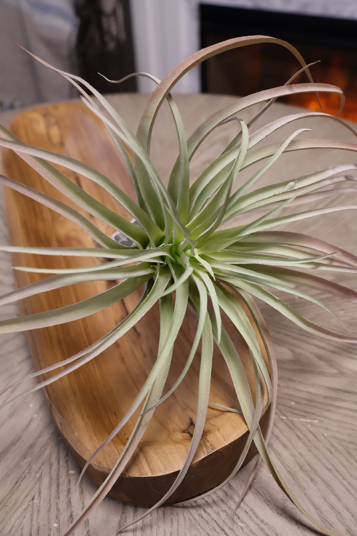 Deep Green Tillandsia Pick