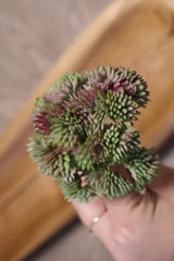 Mauve Mix Sedum Pick