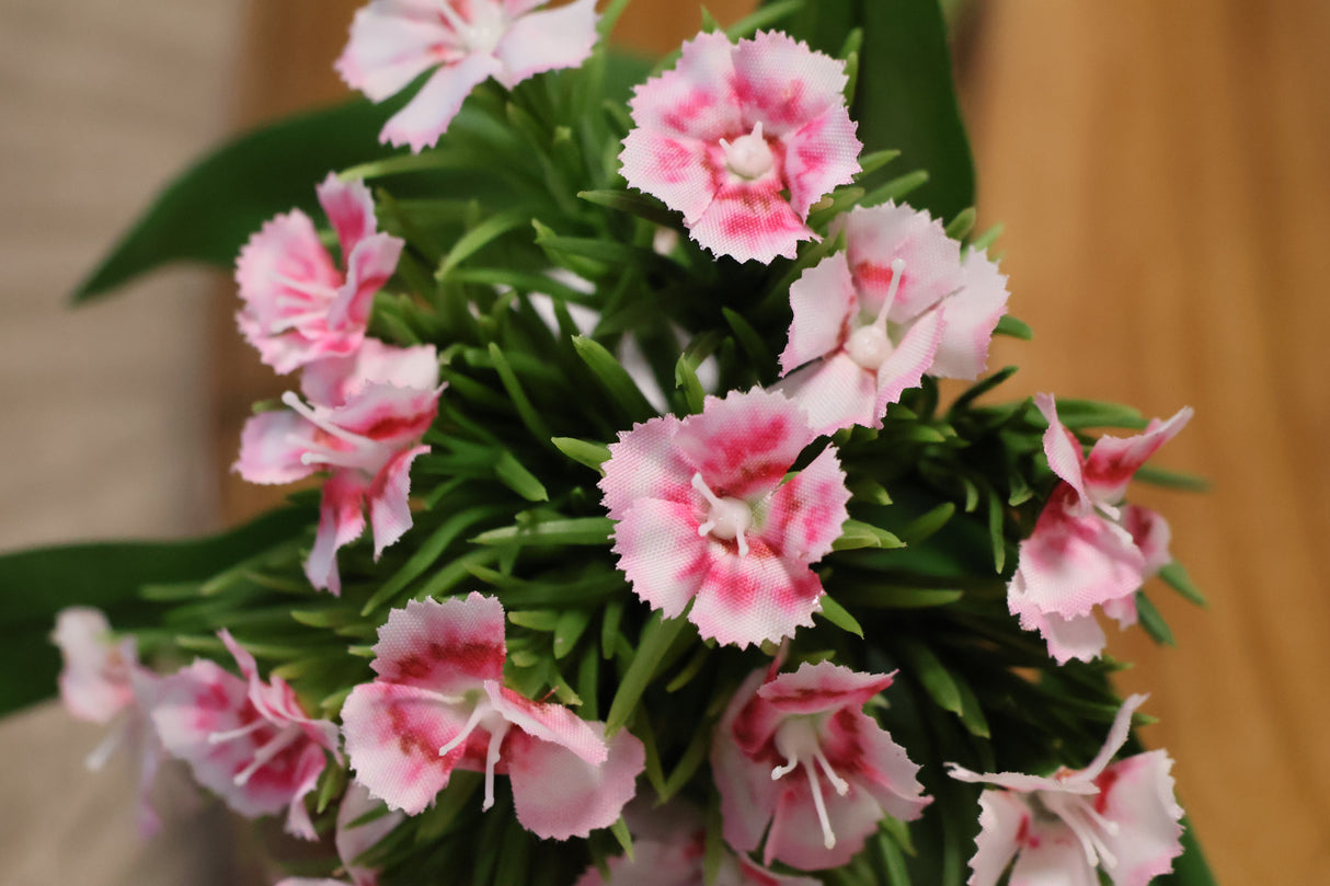 Dianthus Victory Spray