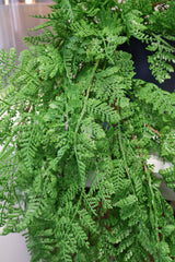 Real Touch Leather Fern Hanging Bush