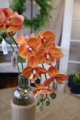 Orange Phalaenopsis Orchid Spray