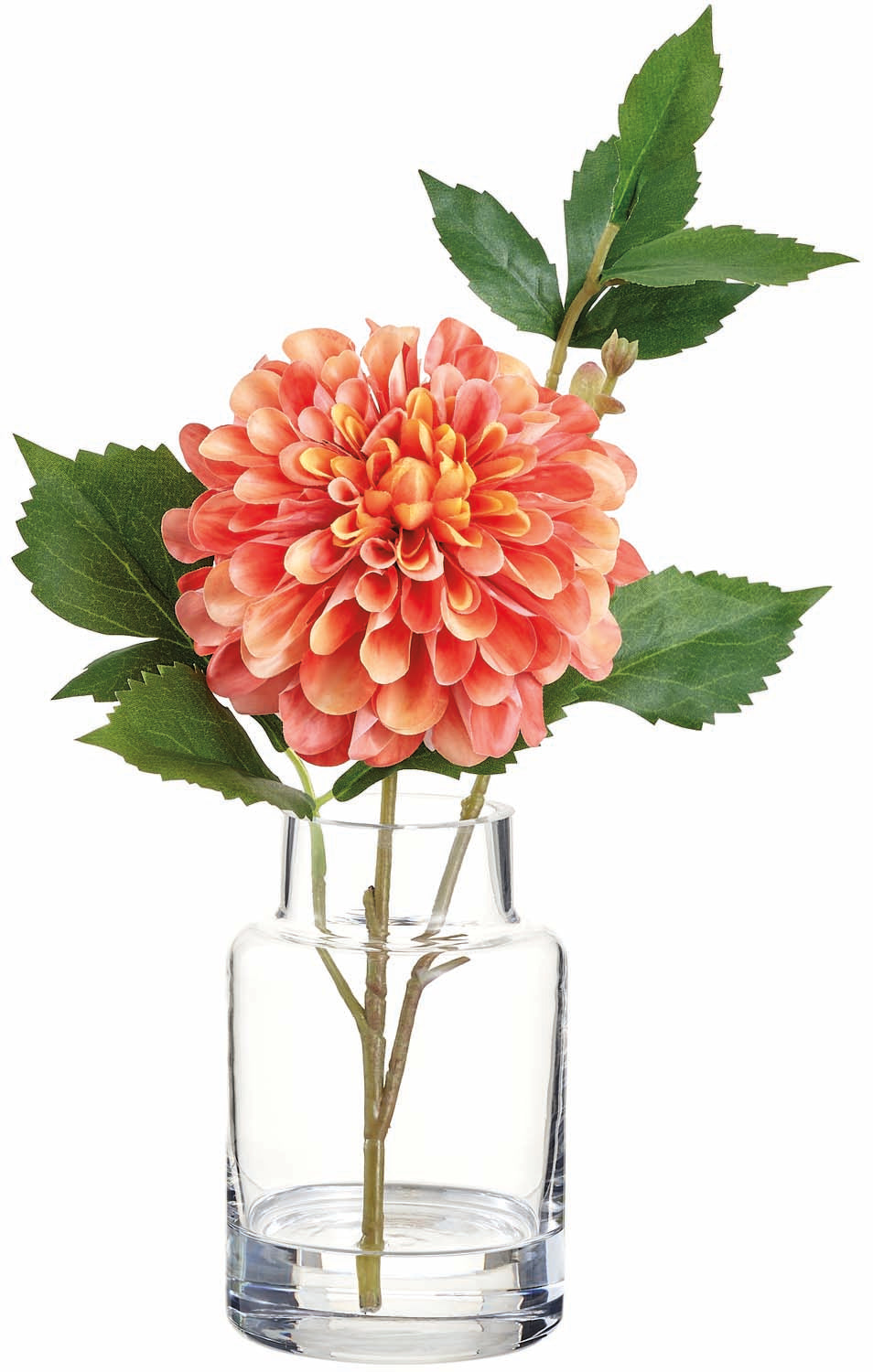 Orange Cream Dahlia In Glass Vase