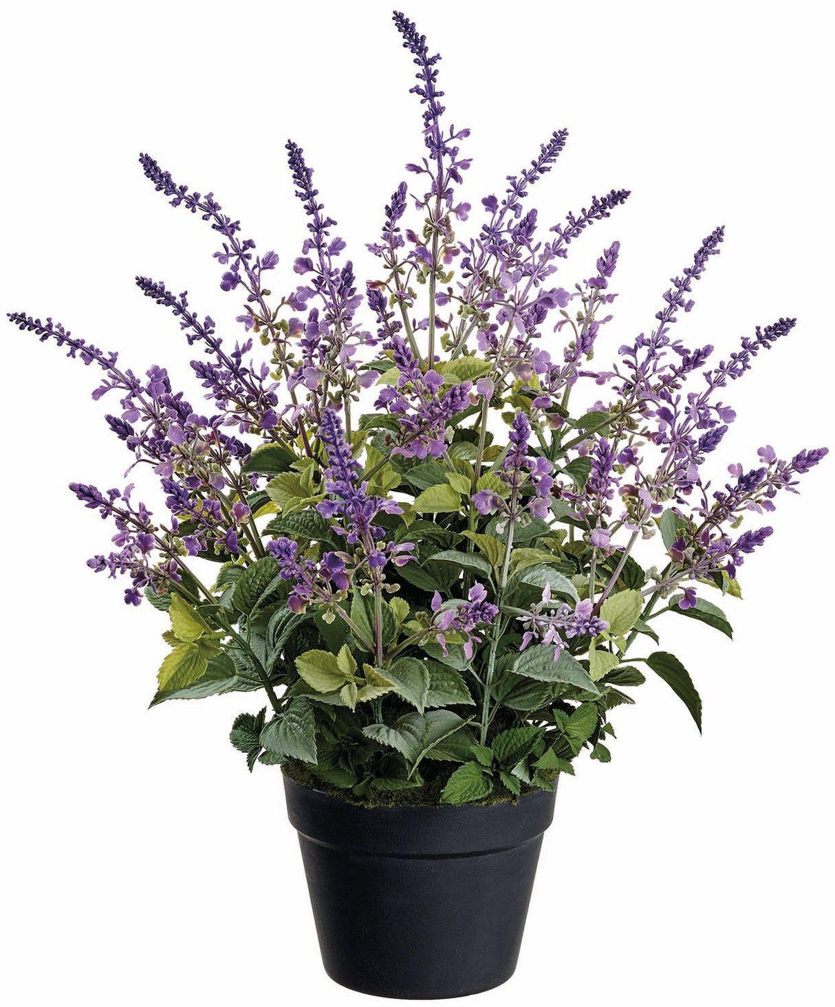 Potted Purple Lavender Plant