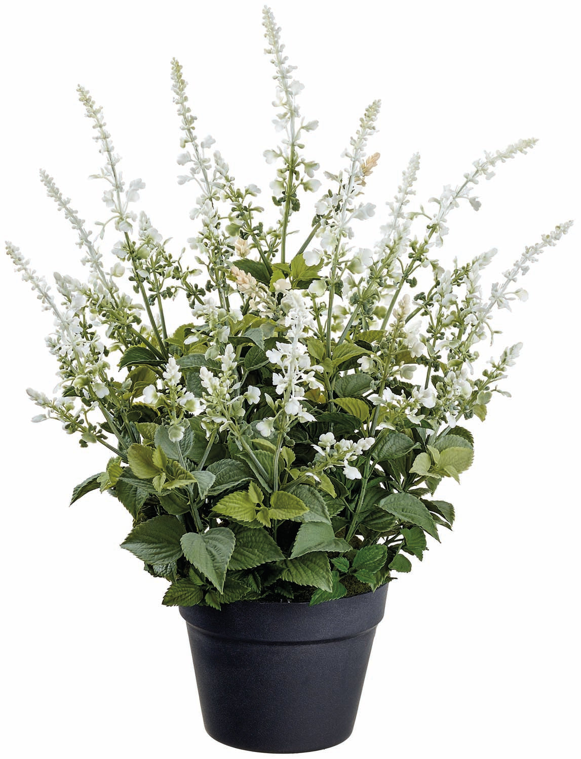 Potted White Lavender Plant