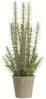 Potted Rosemary Herb Plant