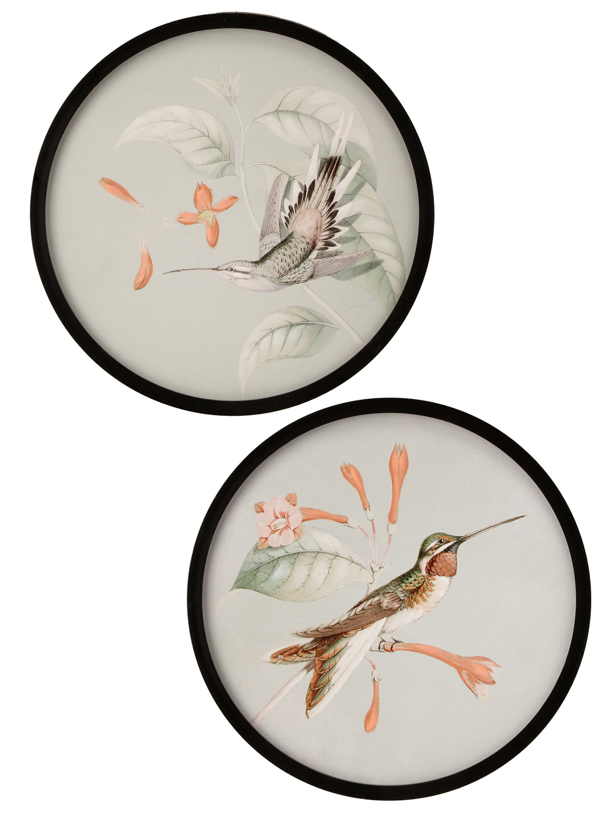 Round Hummingbird Print - 2 Styles