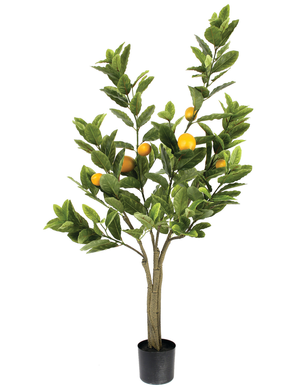 4'  Potted Lemon Tree -Pickup Only