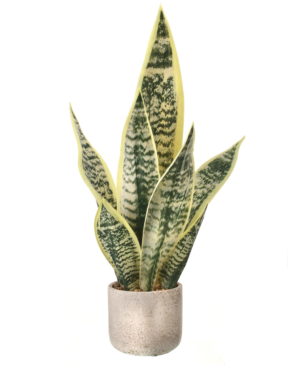 21" Potted Sanseveria Plant