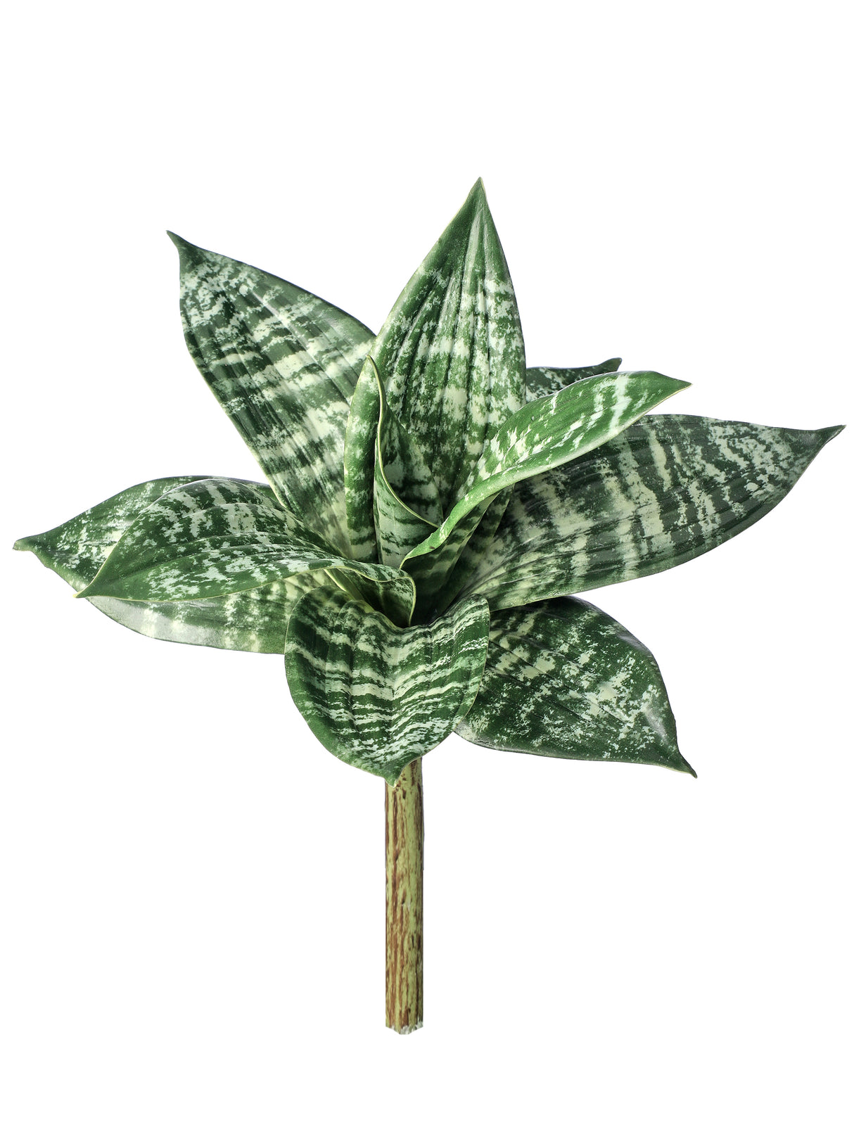 Green Sanseveria Plant