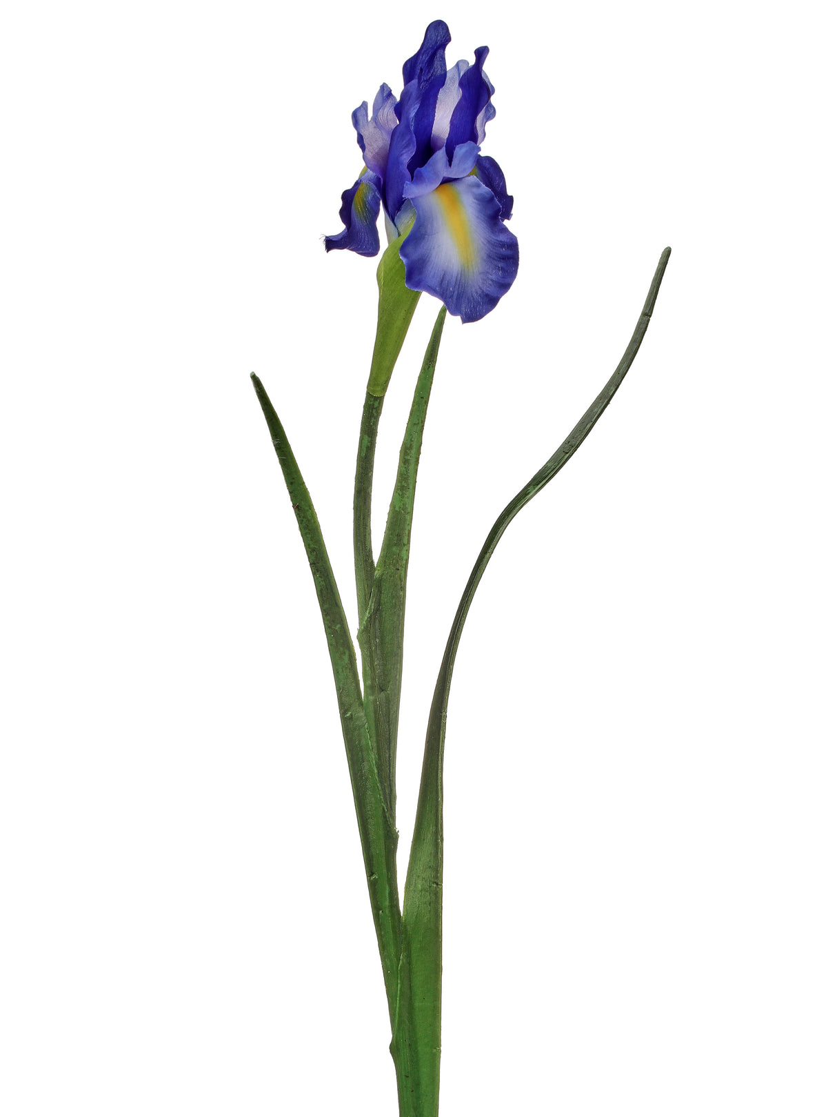 Dutch Iris Stem