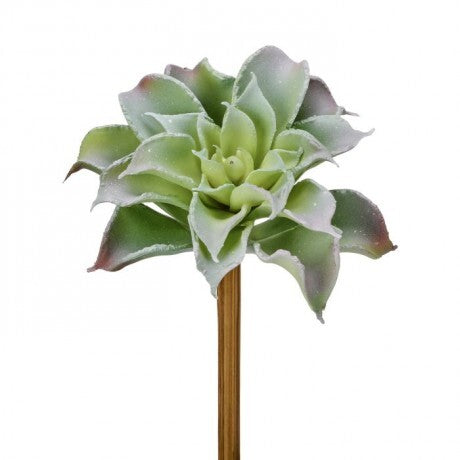 Dahlia Succulent