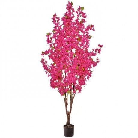 6' Potted Bougainvillea Tree -Pickup Only