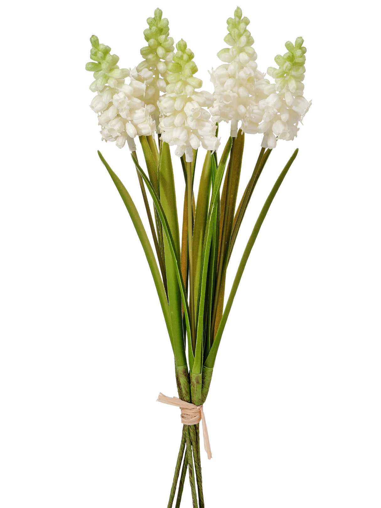 White Grape Hyacinth Bundle