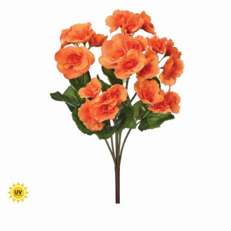 UV Protect Orange Reiger Begonia Plant