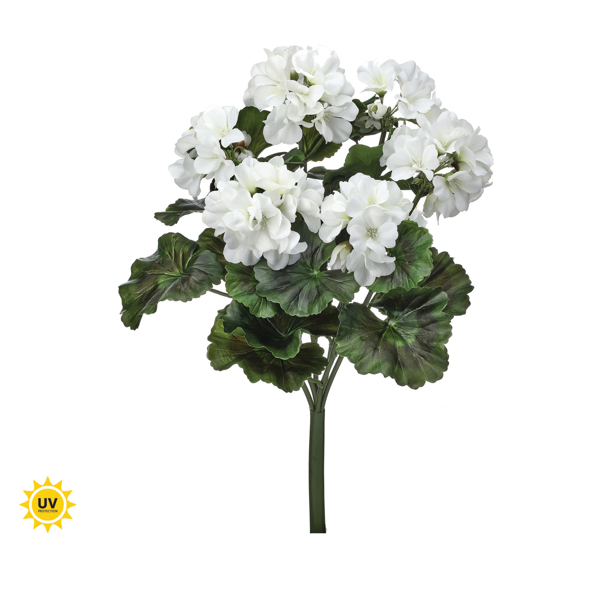 UV Protect White Geranium Bush