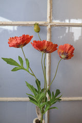 Orange Poppy Multi Spray