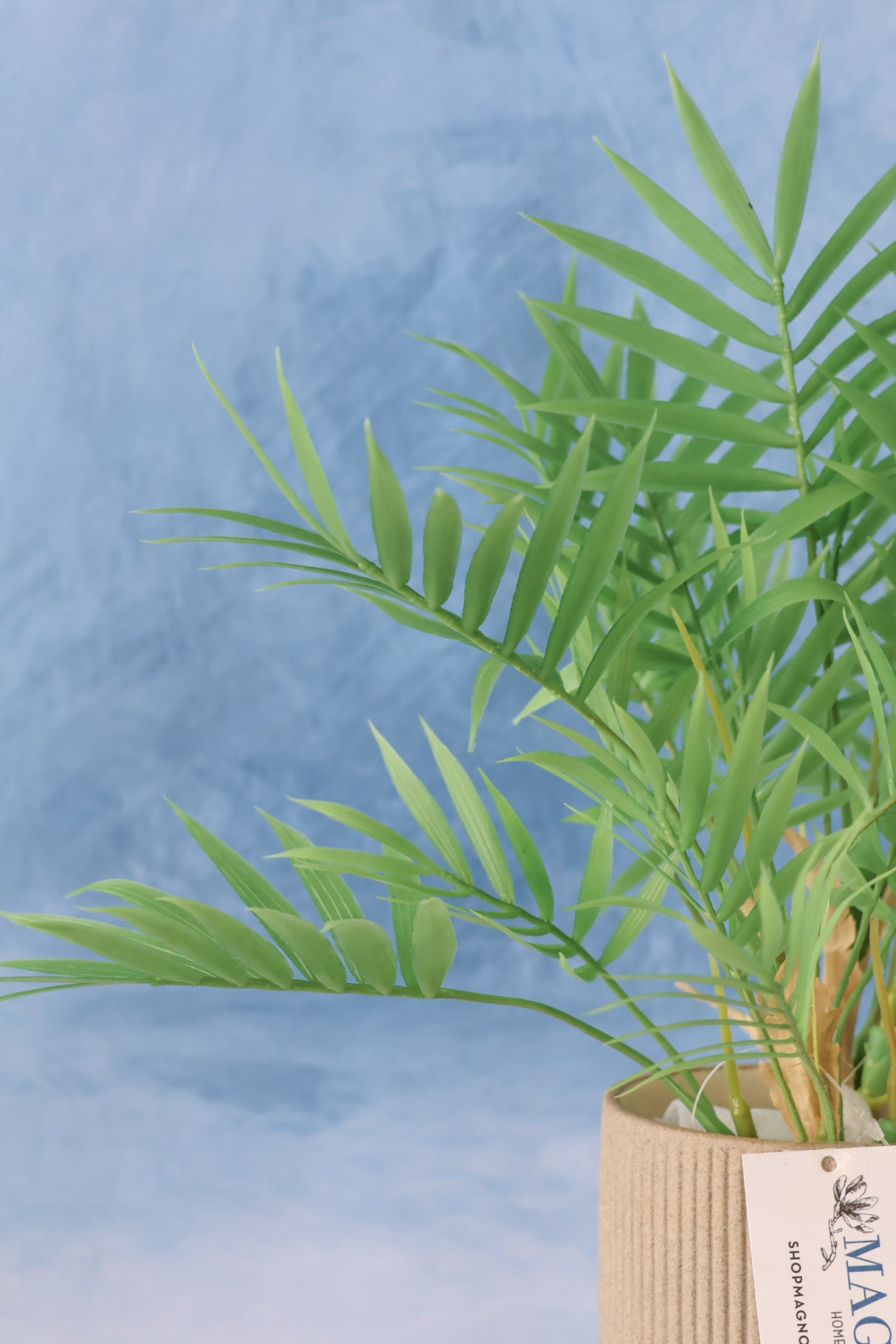Carpe Diem Palm Bush