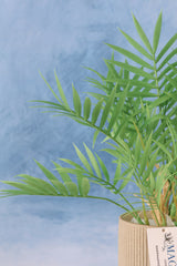 Carpe Diem Palm Bush