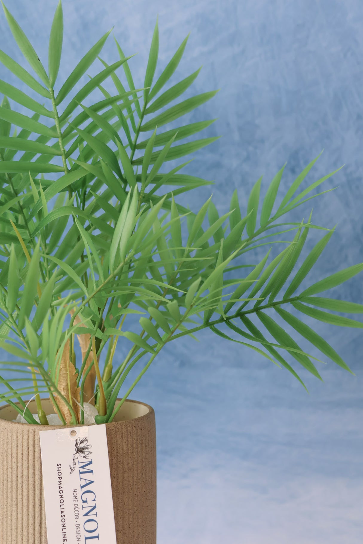 Carpe Diem Palm Bush