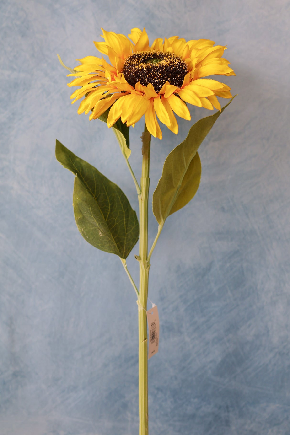 Sunshine Sunflower Stem