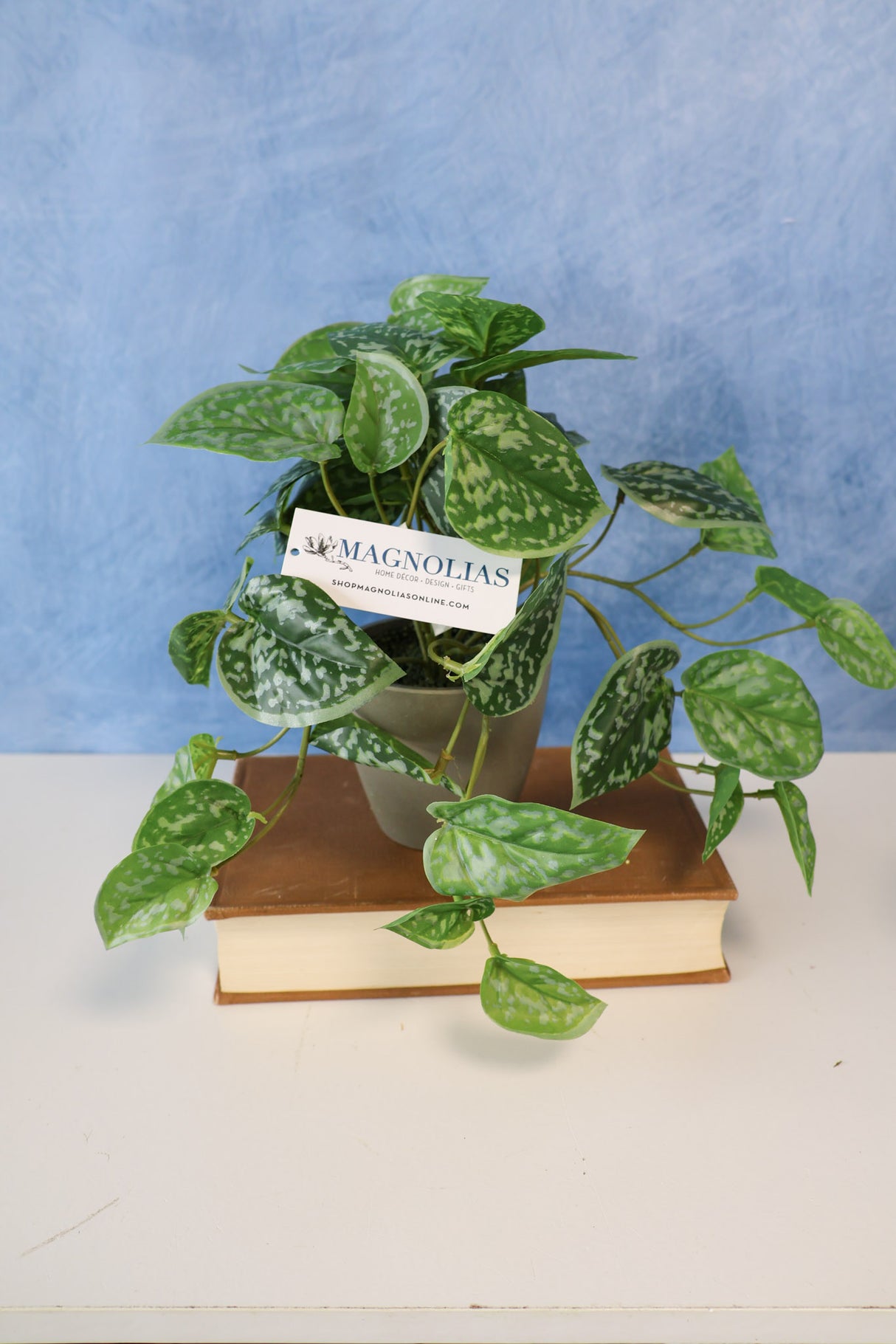 Ghost Leaf Plant In Pot