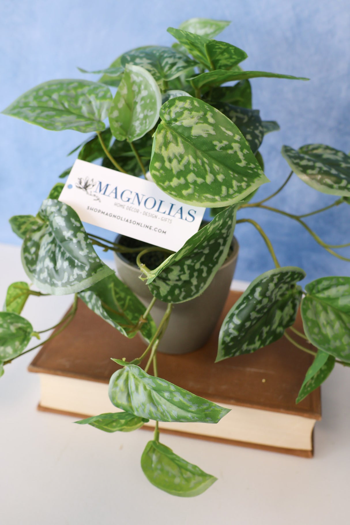 Ghost Leaf Plant In Pot