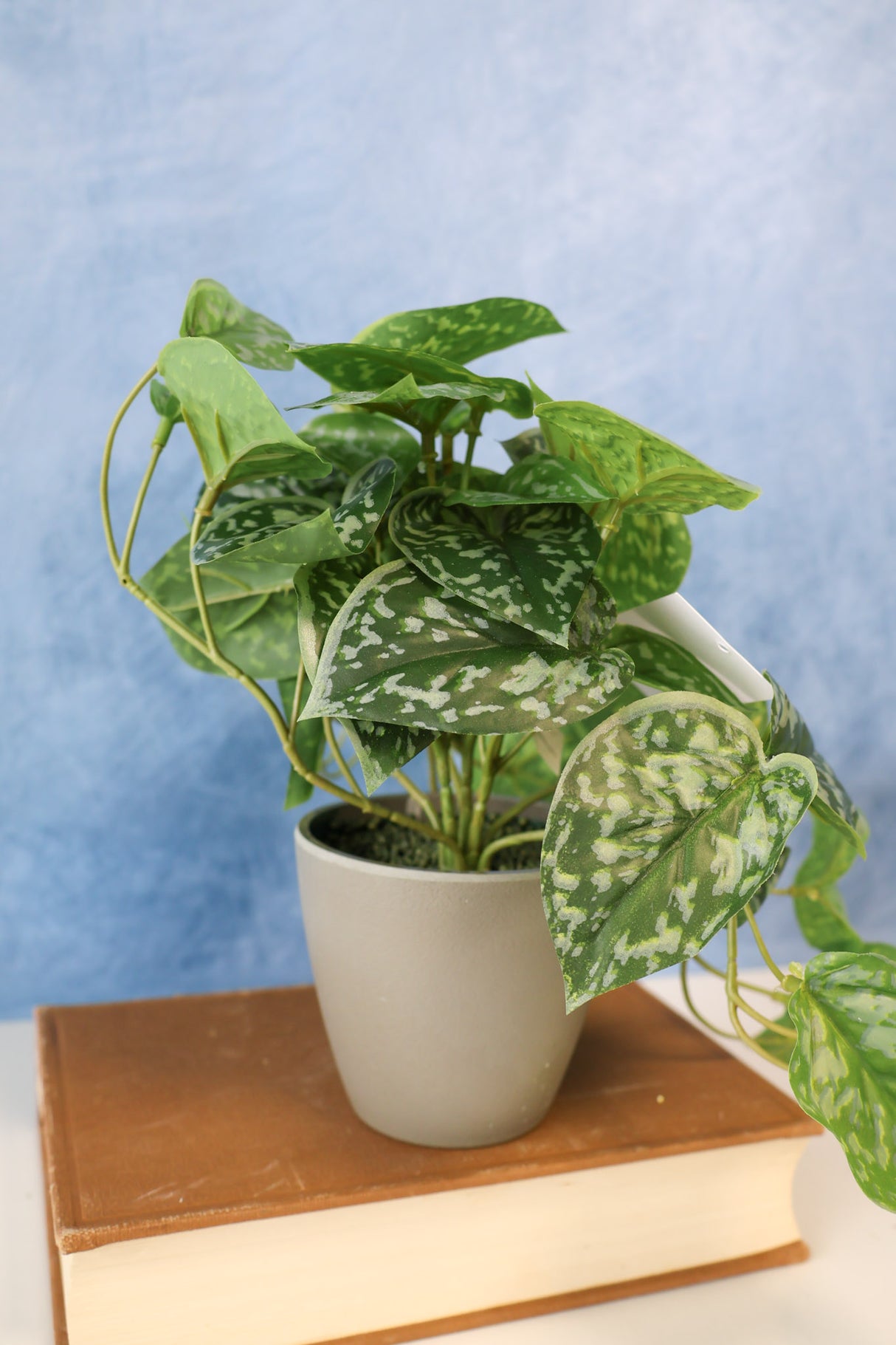 Ghost Leaf Plant In Pot