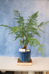 33" Potted Fern