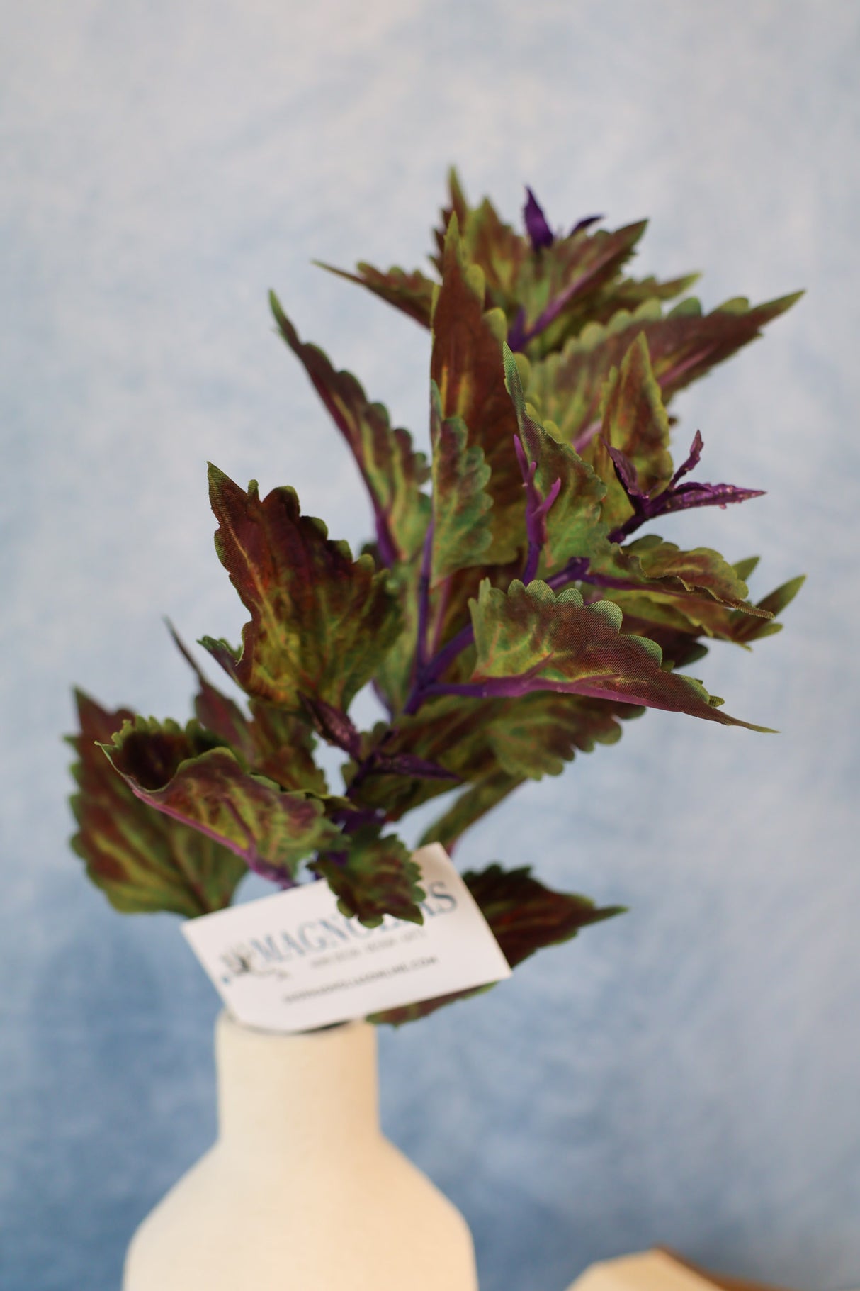 Hilo Purple Coleus Pick