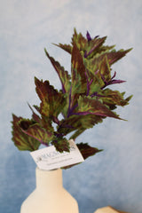 Hilo Purple Coleus Pick