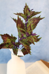 Hilo Purple Coleus Pick