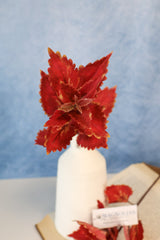 Hilo Brick Coleus Pick