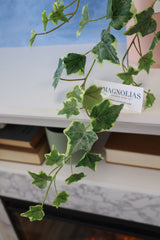 Variegated English Garden Ivy Spray