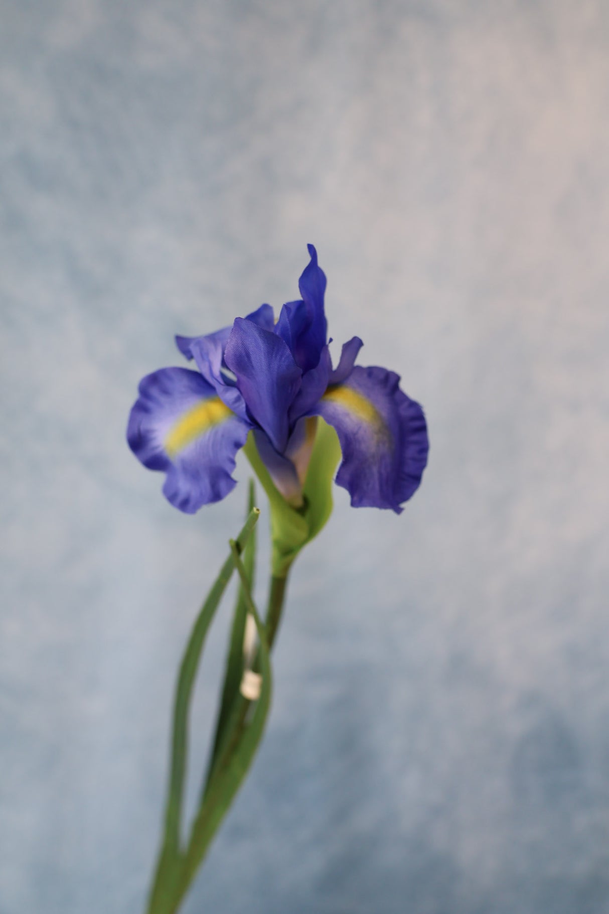 Dutch Iris Stem