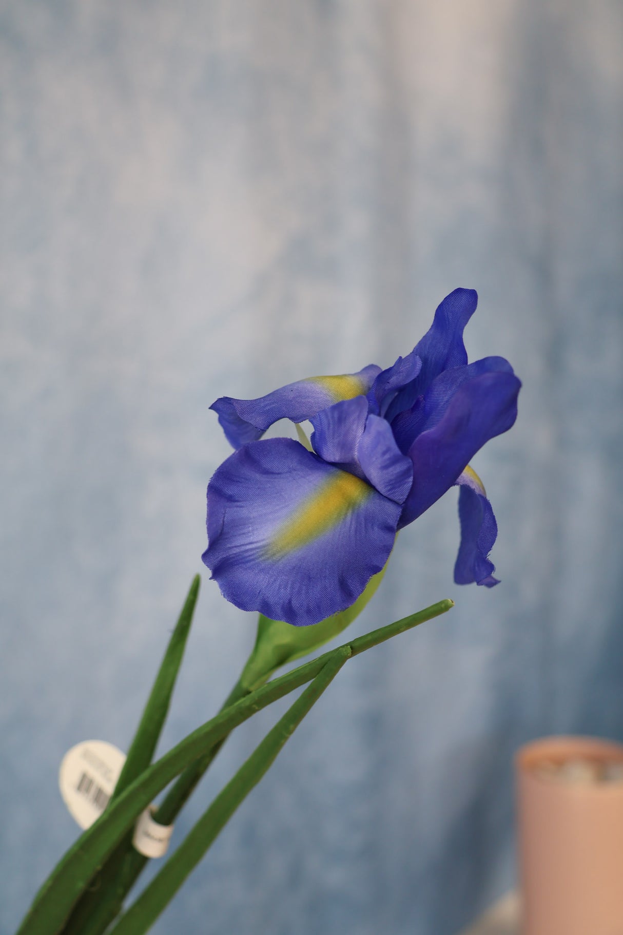 Dutch Iris Stem