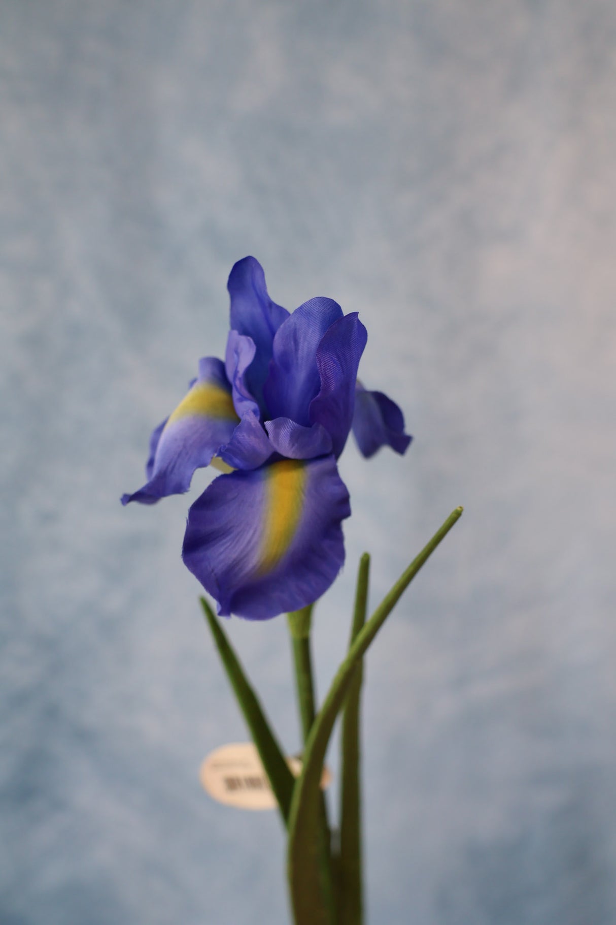 Dutch Iris Stem