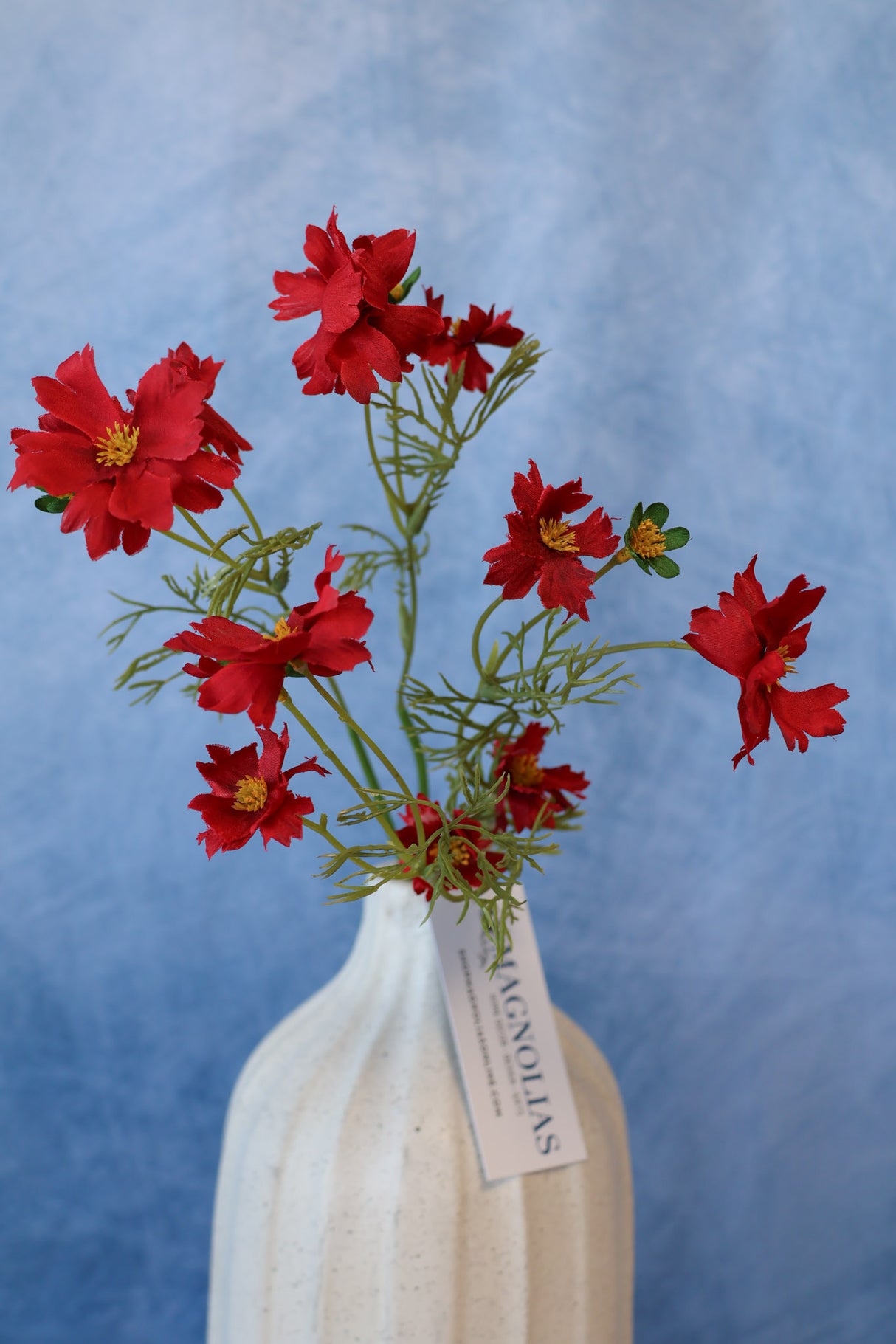 Red Cosmos Bundle