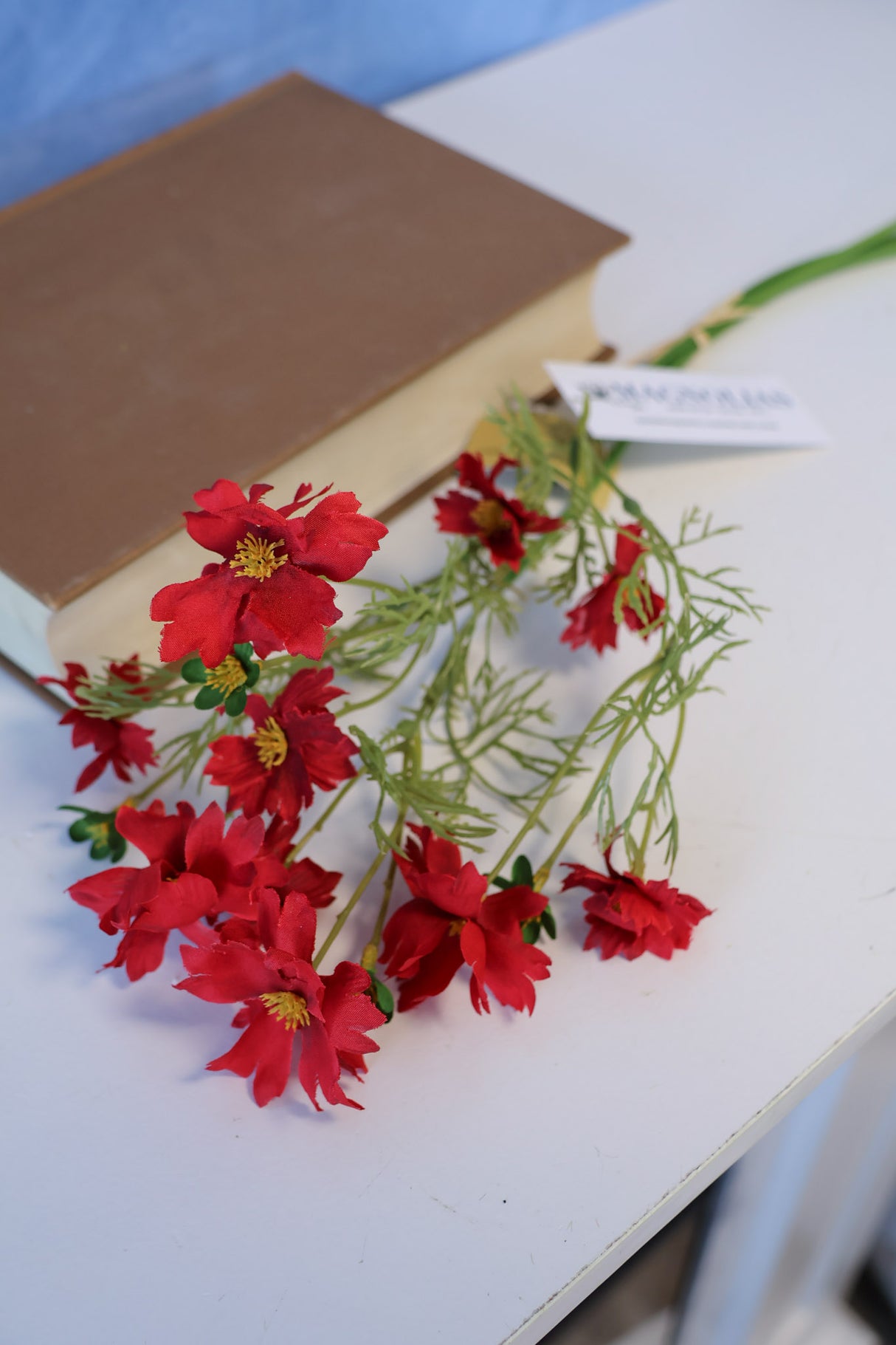 Red Cosmos Bundle