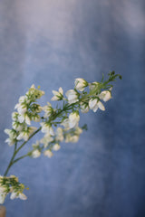 White Baby Blossom Spray