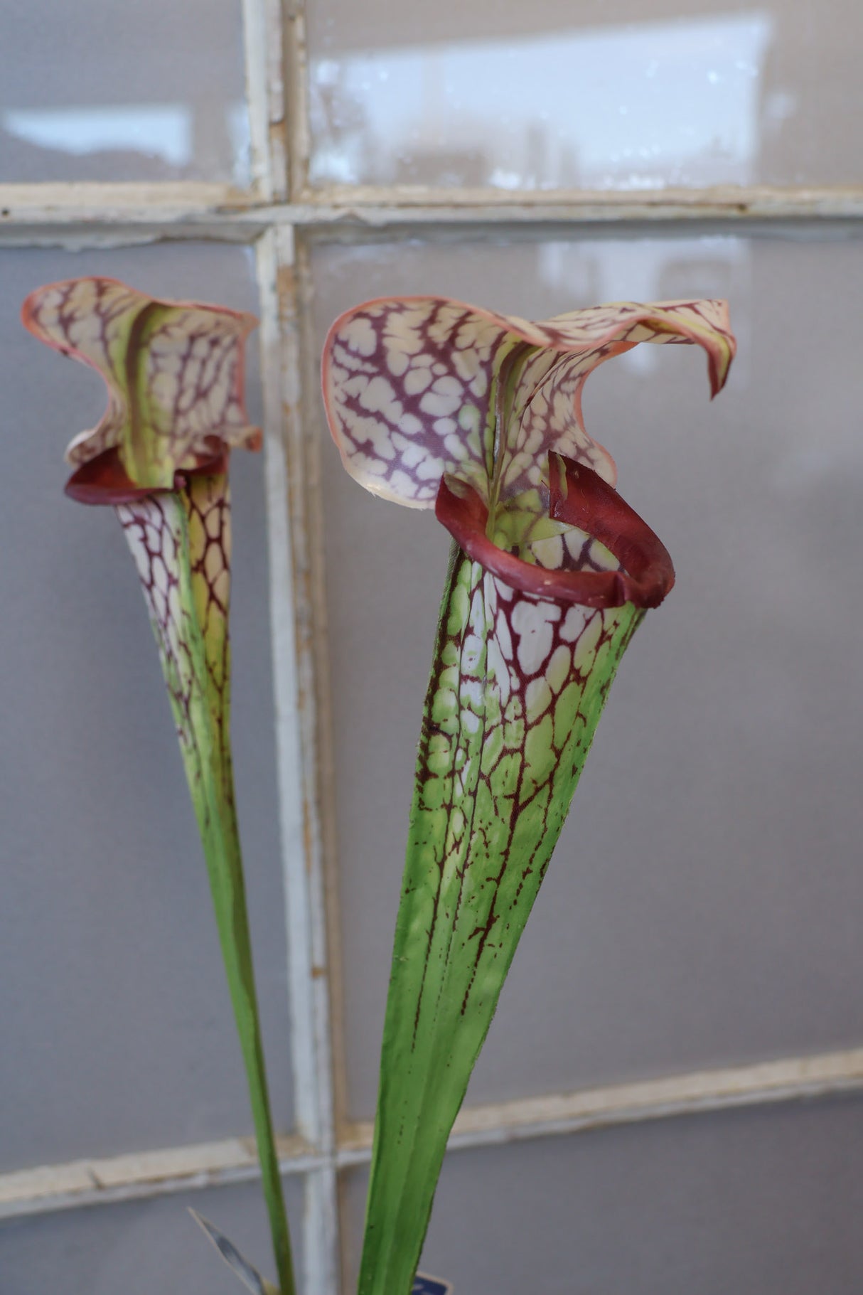 Burgundy Pitcher Plant Spray