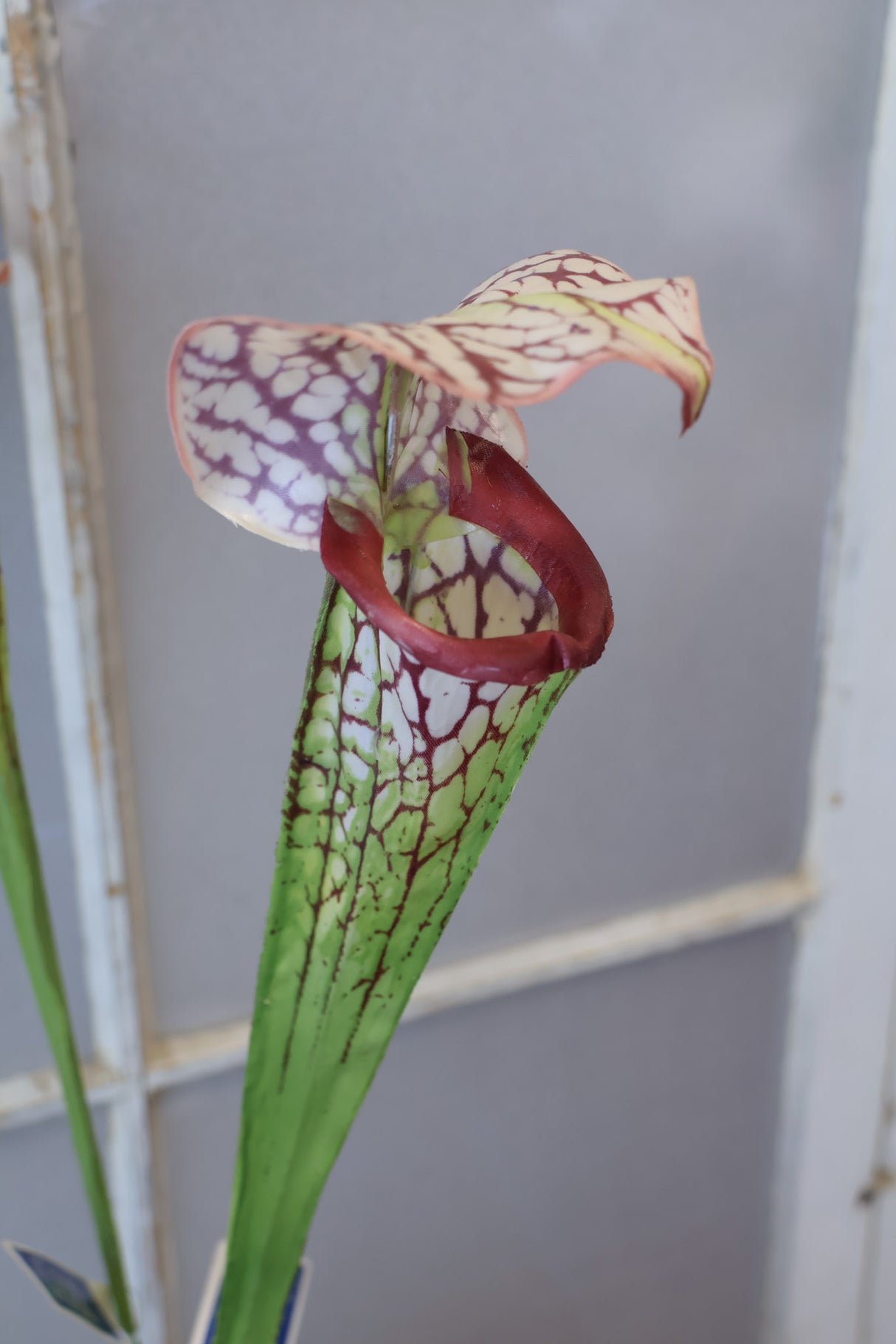 Burgundy Pitcher Plant Spray