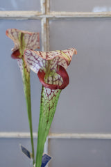 Burgundy Pitcher Plant Spray