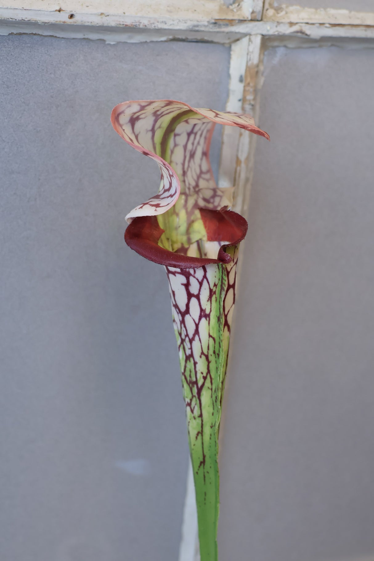 Burgundy Pitcher Plant Spray