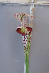 Burgundy Pitcher Plant Spray